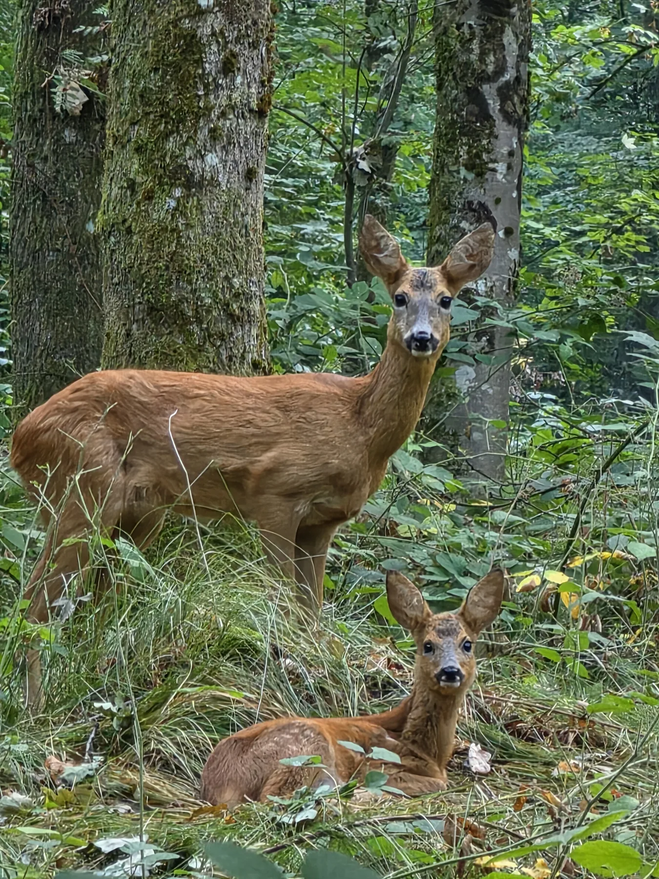 Rehmutter mit Kitz bei einer stillen Begegnung im Wald